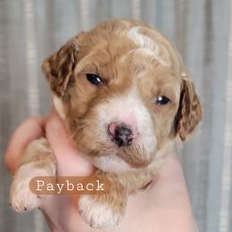 Payback (Brown Collar) - Apricot male Goldendoodle puppy in Scurry, Texas from 07 Seven Oaks Goldens and Doodles