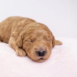 Goldendoodle Puppies from Ohana Doodles