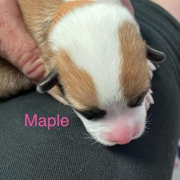 Maple - Red female Pembroke Welsh Corgi puppy in Grenada, California from California Corgi Butts