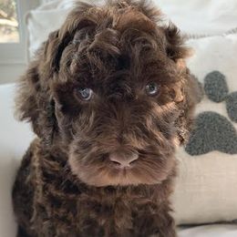 Labradoodles from Life of Riley Labradoodles