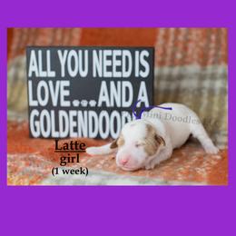 Latte PURPLE COLLAR girl 3500 - Parti female Goldendoodle puppy in Corona, California from Fluffy Puppy Mini Doodles LLC