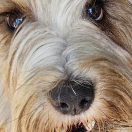 Tibetan Terriers from West Coast Tibetans