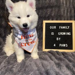 Dopey (Lime Green Collar) - White male Siberian Husky puppy in Lagro, Indiana from Siberian Huskies-Beckham the Great