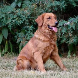 Summer - Golden Retriever