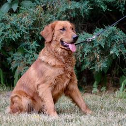 Summer - Golden Retriever