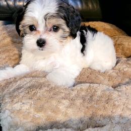 Maltese and Morkie Puppies from K and E Small Breed Puppies