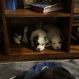 Australian Shepherd Puppies from Glacier Big Sky Aussies