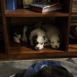 Australian Shepherd Puppies from Glacier Big Sky Aussies