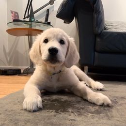"Frankie, also a therapy puppy in training 4 mo." Golden Retriever Puppies from Montrose Goldens