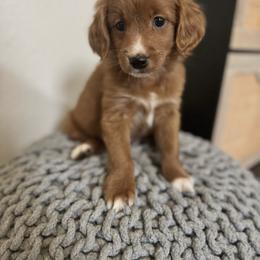 Buddy - Red male Australian Labradoodle puppy in Walnut Creek, California from Pawfect Doodles