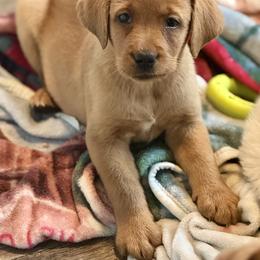 Mr Blue - Yellow male Labrador Retriever puppy in Portland, Tennessee from Whiskey Ridge Retrievers