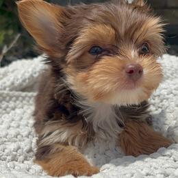 Copper - AKC - Chocolate, tan and white male Yorkshire Terrier puppy in Calhoun, Georgia from Peach State Yorkies