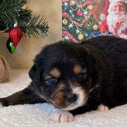 Boy 5 - Miniature Australian Shepherd puppy from L Bar W Aussie Ranch