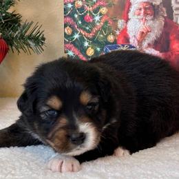 Boy 5 - Miniature Australian Shepherd puppy from L Bar W Aussie Ranch