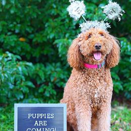 Labradoodles from Miss Molly Doodles