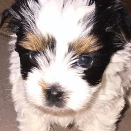 Biewer Terrier Puppies from Lpc Biewer Terriers