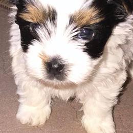 Biewer Terrier Puppies from Lpc Biewer Terriers