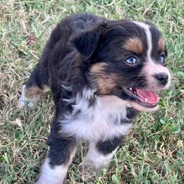 Geraldine - Black tri female Toy Australian Shepherd puppy in Miami, Oklahoma from HighEnd Aussies