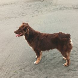 Gypsy - Australian Shepherd