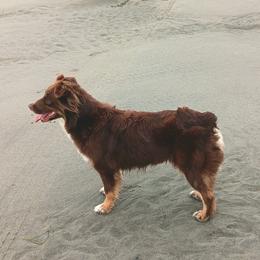 Gypsy - Australian Shepherd