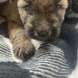 Mona - Wheaten female Soft Coated Wheaten Terrier puppy in Nokomis, Illinois from Windhill Wheatens