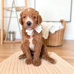 Rex - Red  male Goldendoodle puppy in Geneva, Florida from Teddy Gram Goldendoodles and Standard Poodles