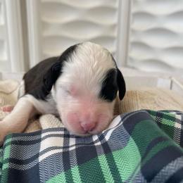 Harp - Black and white female Sheepadoodle puppy in Rocky Point, North Carolina from CelticDoods