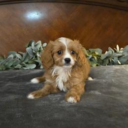 Ranger - Red male Cavapoo puppy in Copan, Oklahoma from Tatums cavapoos