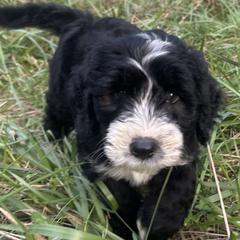Barbado da Terceira Puppies from Serenity lake farm