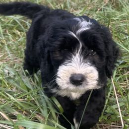 Barbado da Terceira Puppies from Serenity lake farm
