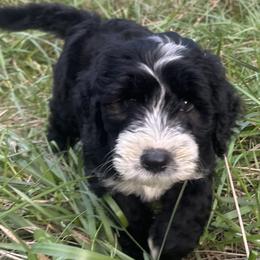 Barbado da Terceira Puppies from Serenity lake farm