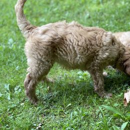 Goldendoodle Puppies from Coal Country Doodles