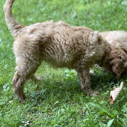 Goldendoodle Puppies from Coal Country Doodles