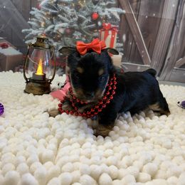 Girl - Black and tan female Yorkshire Terrier puppy in Douglas, Georgia from Southern Georgia Yorkies and biewers