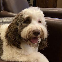 Addison - Australian Labradoodle