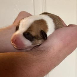 Sitric - Fawn male Pembroke Welsh Corgi puppy in Grand Junction, Colorado from Mount Garfield Corgis