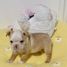 Half mask boy - Lilac male Boston Terrier puppy in Rosston, Arkansas from Green Acre Boston Terriers