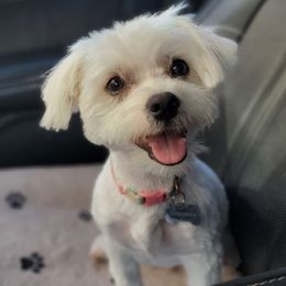 Honey - Maltese