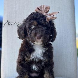 Honeymaren - Brown and white female Bernedoodle puppy in Owasso, Oklahoma from Kallams Bernedoodles & Bernese Mountain Dogs
