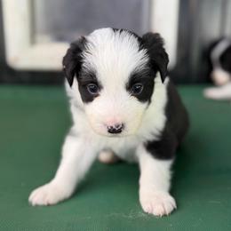 Chaos - Black and white female Border Collie puppy in Kalispell, Montana from North Fork Border Collies