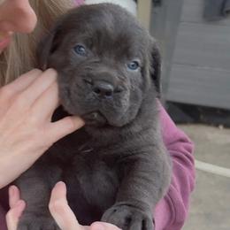 Cane Corso Puppies from Venom Cane Corsos