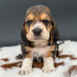 Obiwan - Black white and brown male Basset Hound puppy in Konawa, Oklahoma from Circle H Basset Hounds