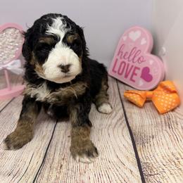Female 4 - Tri-color female Bernedoodle puppy in Wytheville, Virginia from Pine Brook Pups