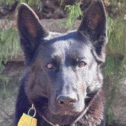 German Shepherd puppies from Ransomshire Shepherds