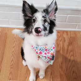 Shetland Sheepdogs from Sweet Willow Shelties