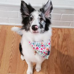 Shetland Sheepdogs from Sweet Willow Shelties