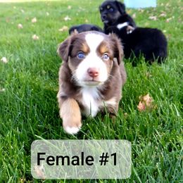 Miniature Australian Shepherd and Toy Australian Shepherd Puppies from Johnson's Australian Shepherds