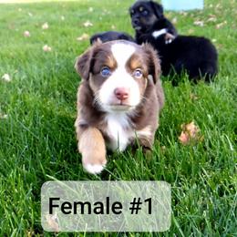 Miniature Australian Shepherd and Toy Australian Shepherd Puppies from Johnson's Australian Shepherds