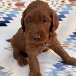 Keanu ( Black collar boy) - Red  male Goldendoodle puppy in Phelan, California from High Desert Doodles - the original
