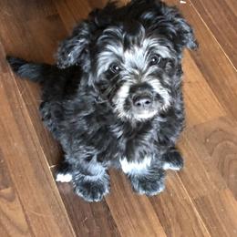 Aussiedoodle, Colorado Mountain Dog, and Corgipoo Puppies from Stone Table Ranch/STR Just Doodle It